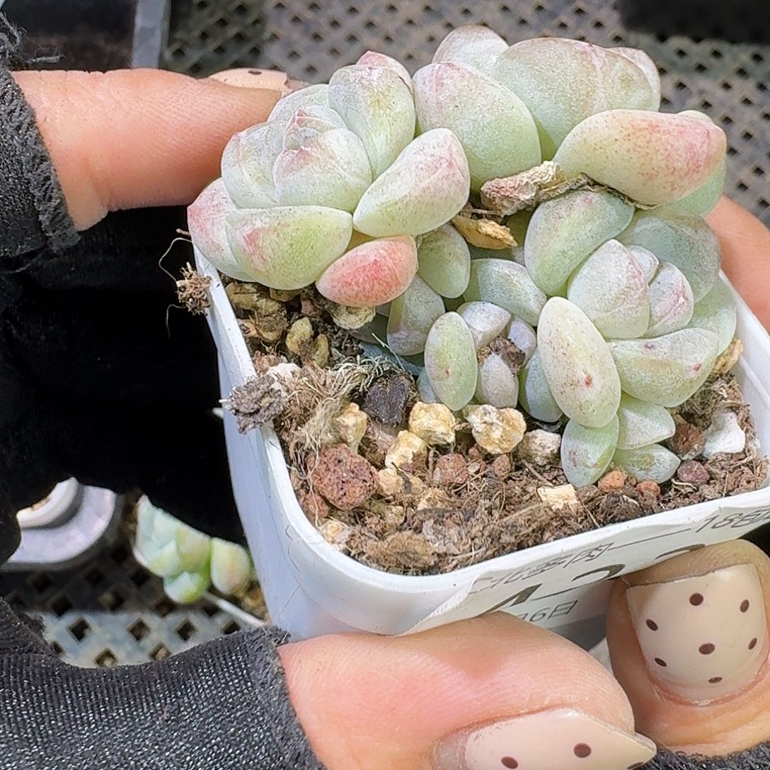 433 号到手1框一物一拍