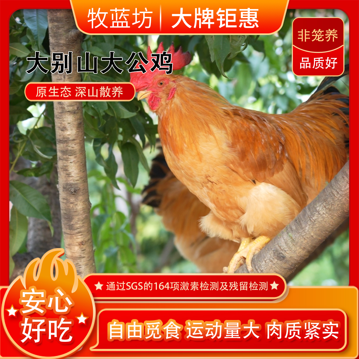牧蓝坊大公鸡深山散养土鸡现杀新鲜走地鸡正宗山林五谷慢养土鸡