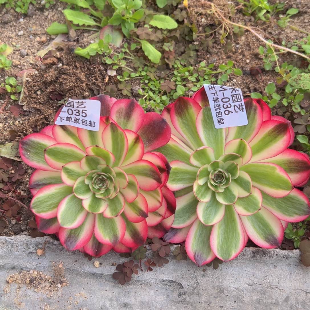 荔枝多肉植物两颗035-36