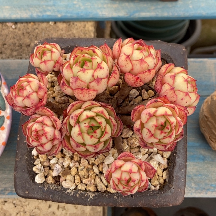 【闪购商品】爱火群