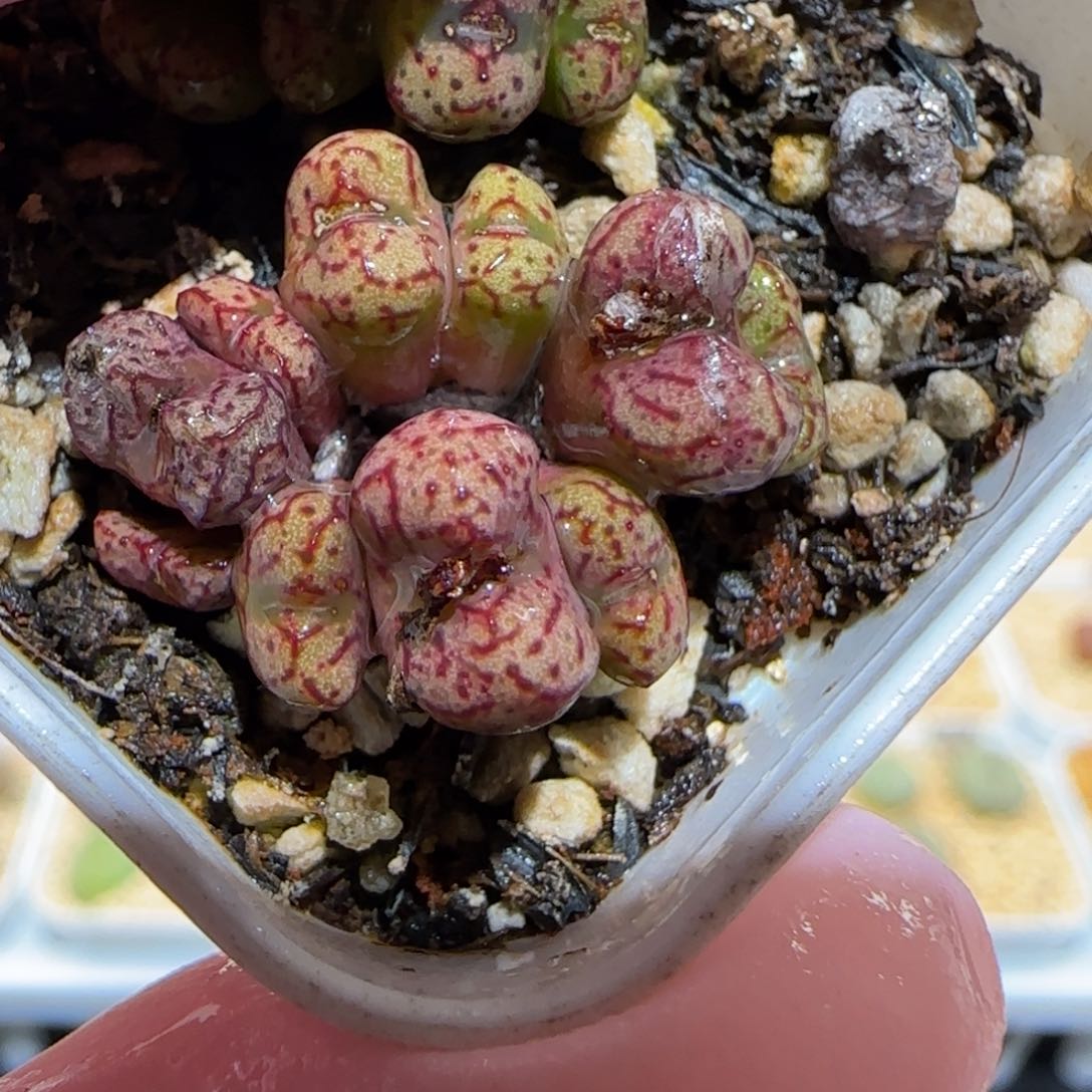 肉锥多肉植物百科25-小飞566