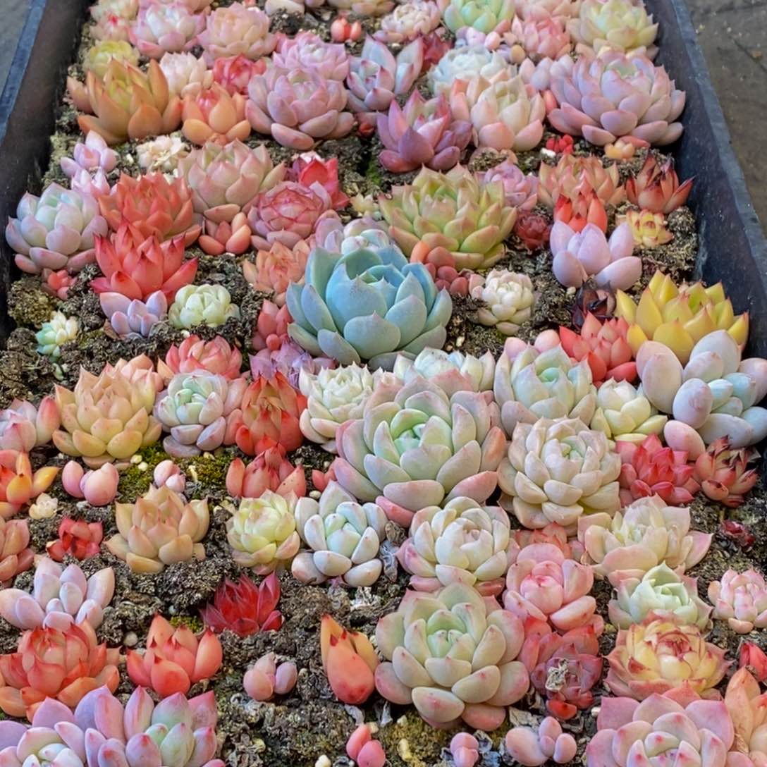 585多肉植物保护研究所所长助理研究员