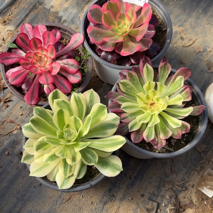 勤4颗多肉法师2589