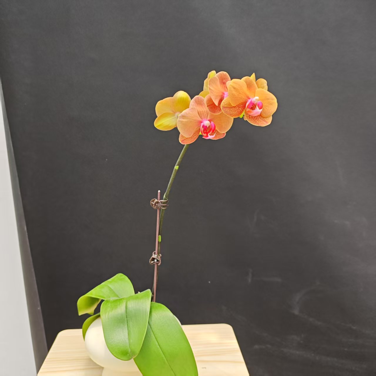 森境【金橘】蝴蝶兰（完全开花）