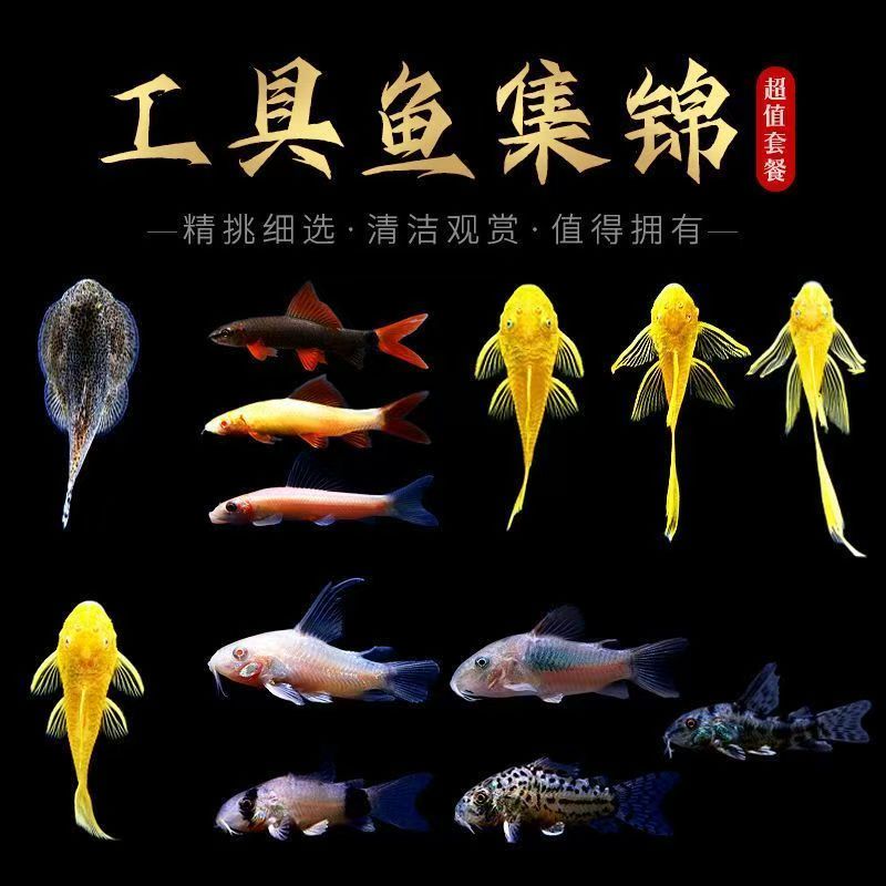 清道夫彩虹鲨活体粪便藻类吃垃圾残骸清理鱼缸淡水鱼观赏鱼