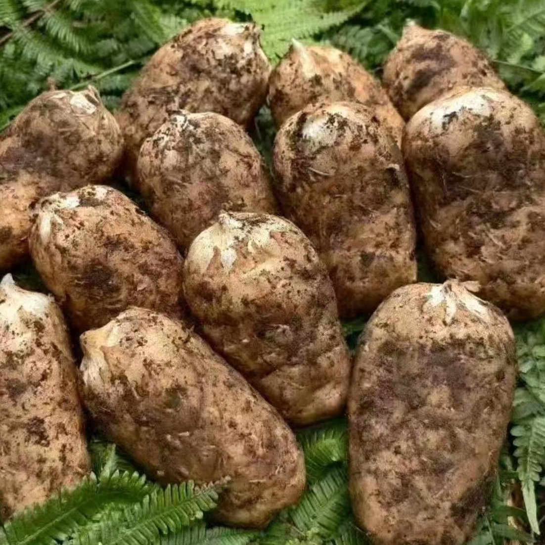 （3斤福利）云南昭通小草坝新鲜乌天麻 原产地直发 可煲汤泡酒炖肉