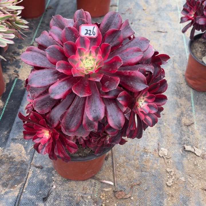 一物一拍美杜莎226