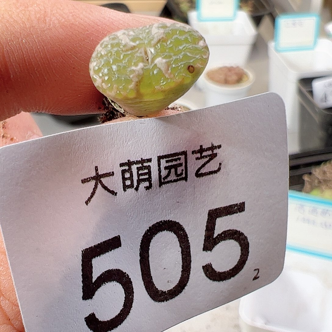 0000505 肉锥一物一拍……