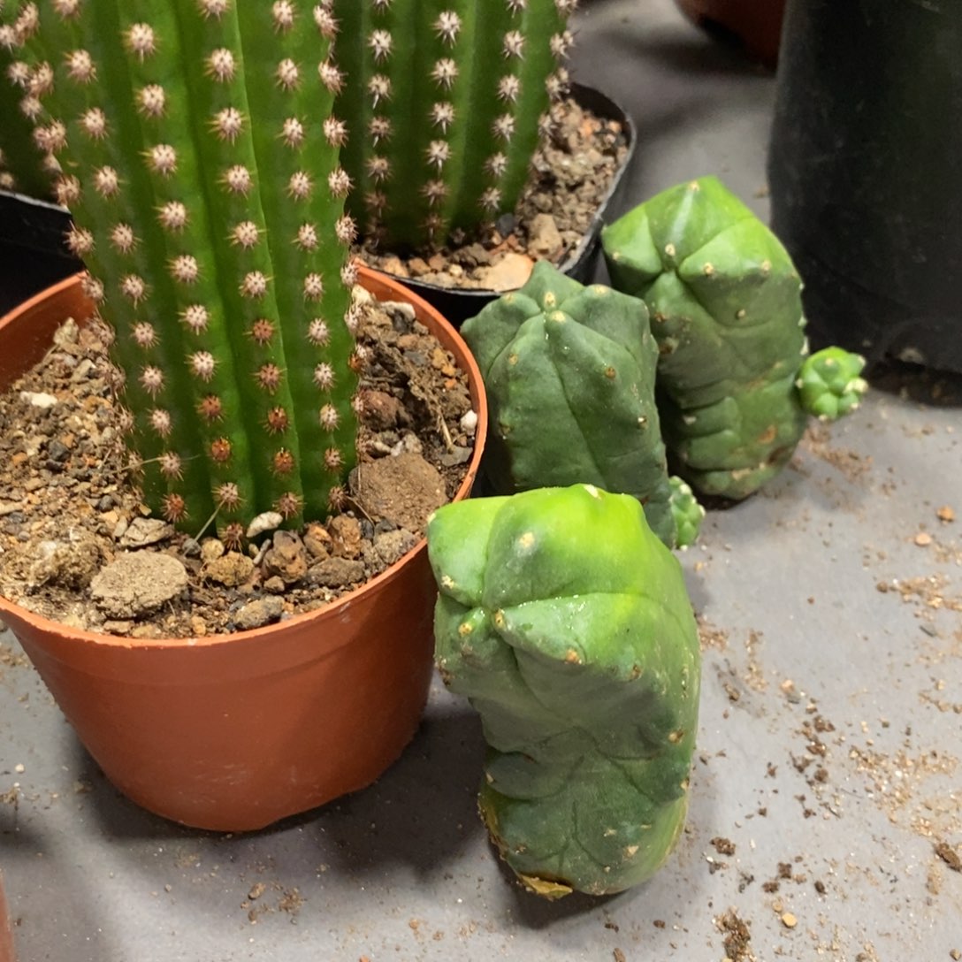 新品无刺宇宙殿大侧芽一个