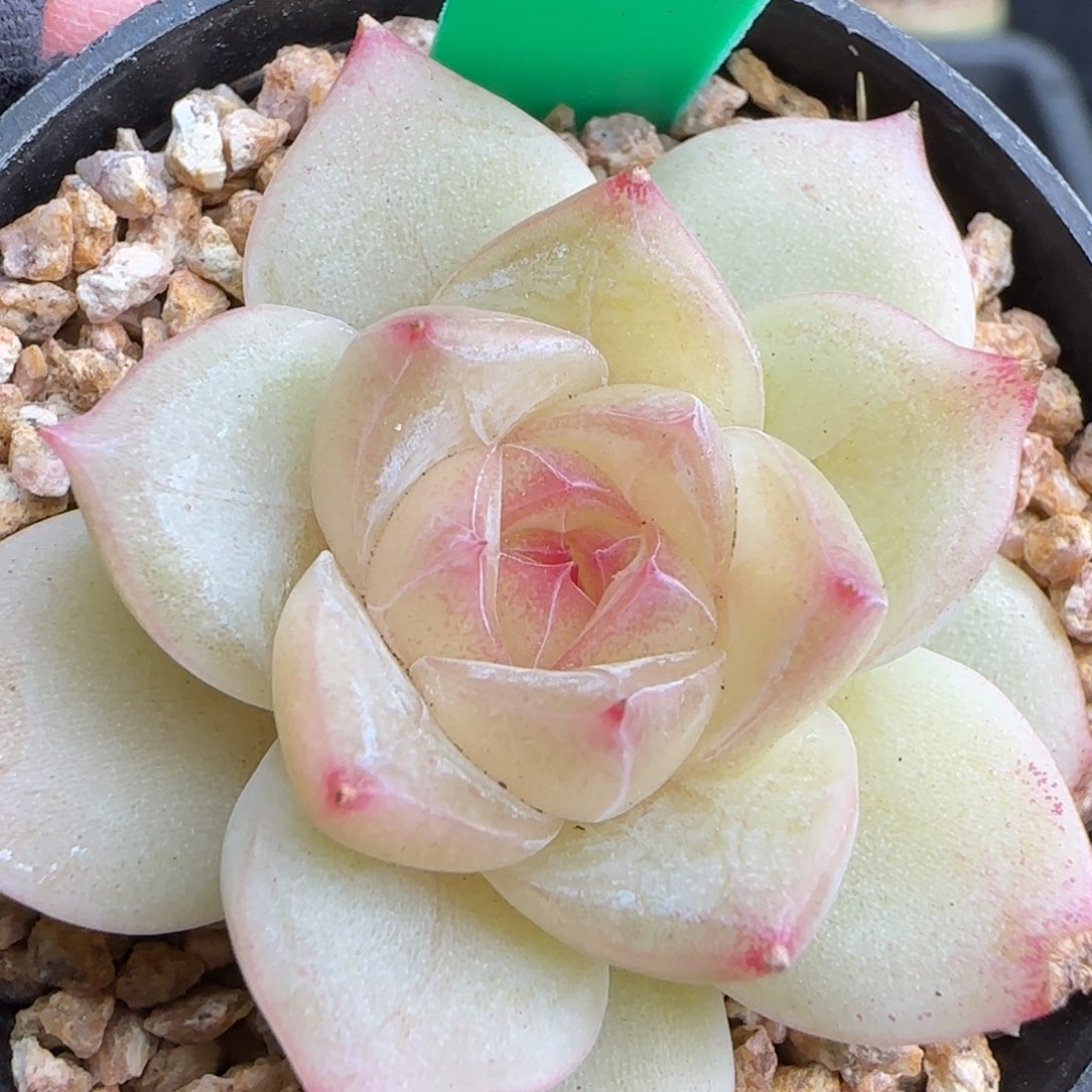 多肉60    白体珍妮   5厘米盆  h