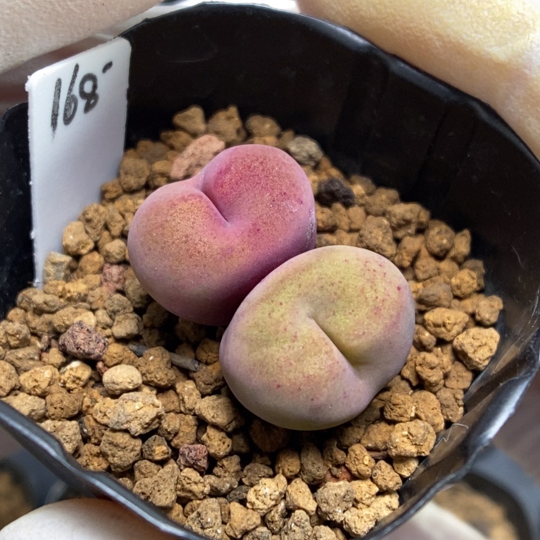 多肉植物肉锥杂交K-748