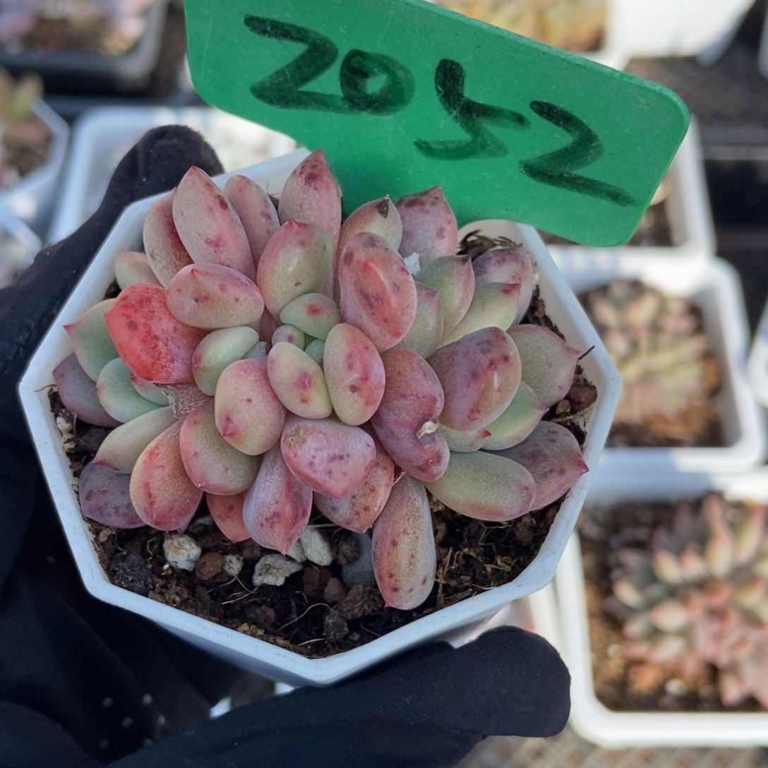 2052爱丽儿多肉植物