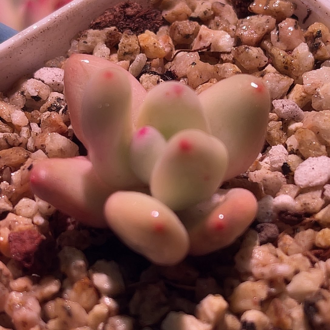 尚品园艺福利锦8402