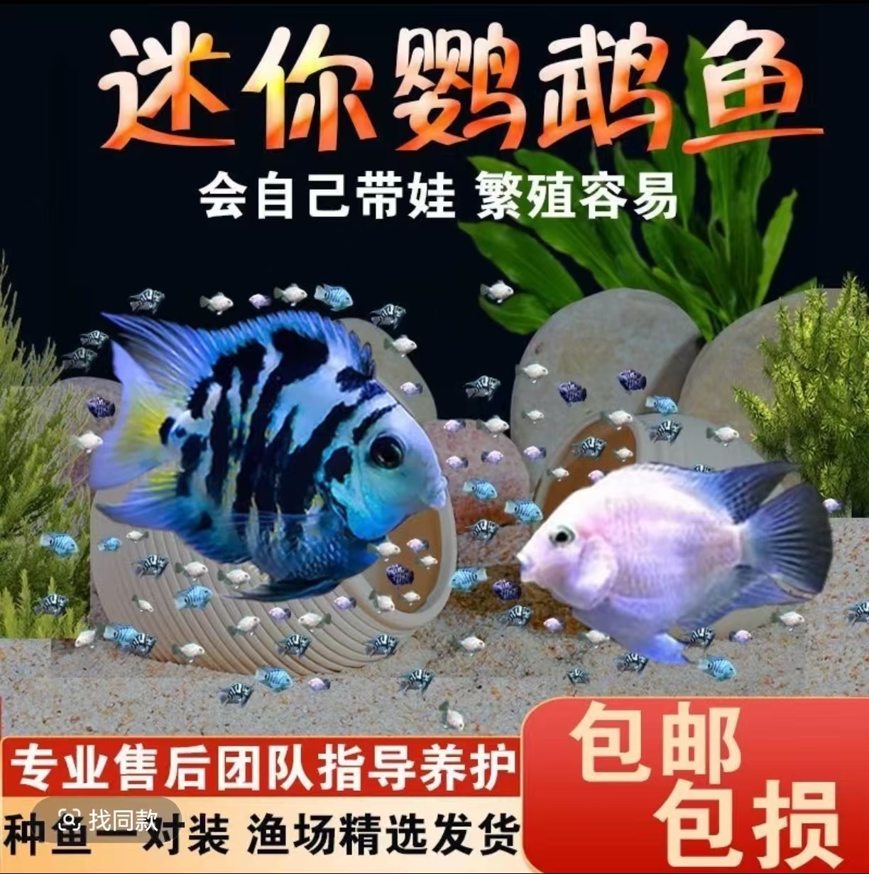 一物一拍~迷你鹦鹉鱼热带观赏鱼（渔场直发，包活到家）