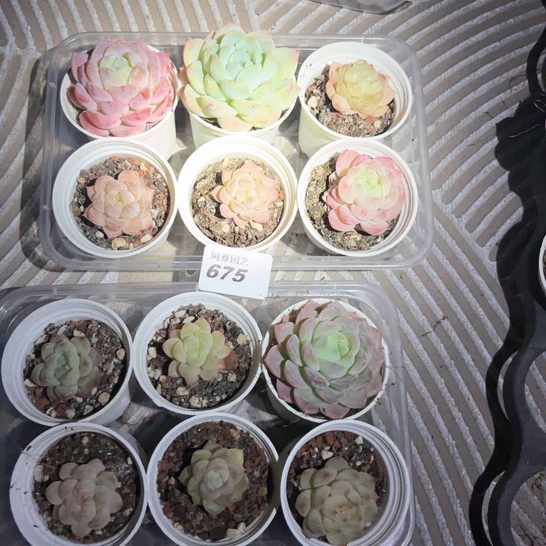 阿雅园艺。         675