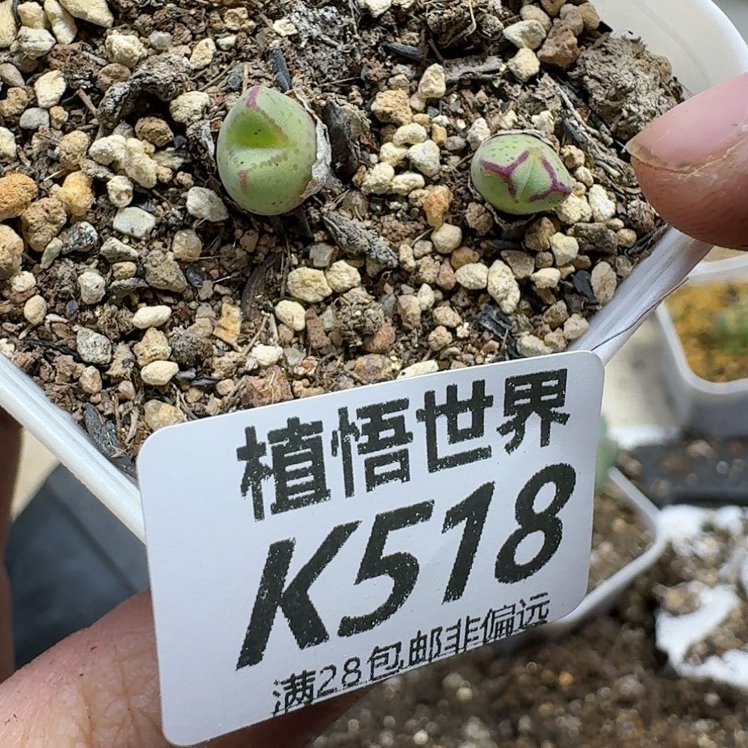 多肉植物的润泽ghhjj