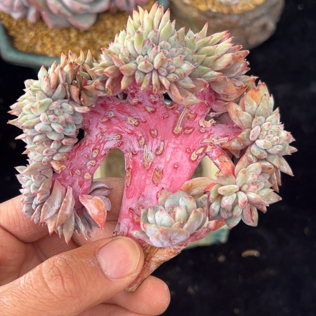 ， 新年快乐 新年快乐