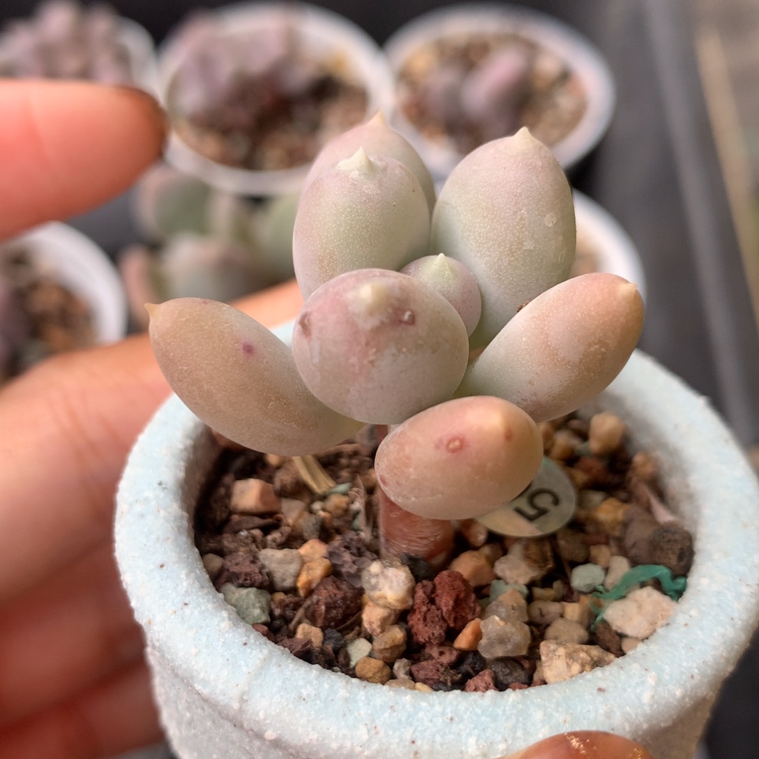 加菲猫 精品韩国奶酪多肉