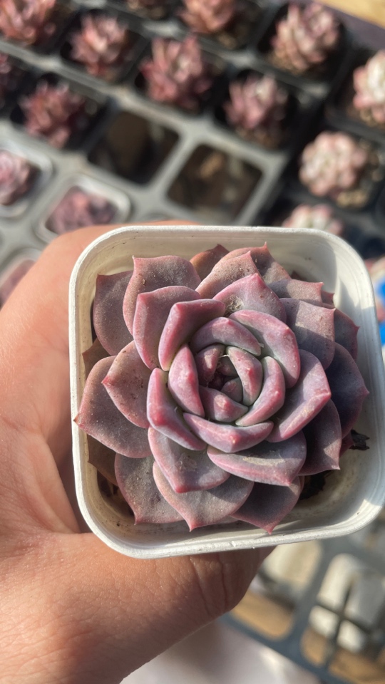 精品红琥珀多肉植物