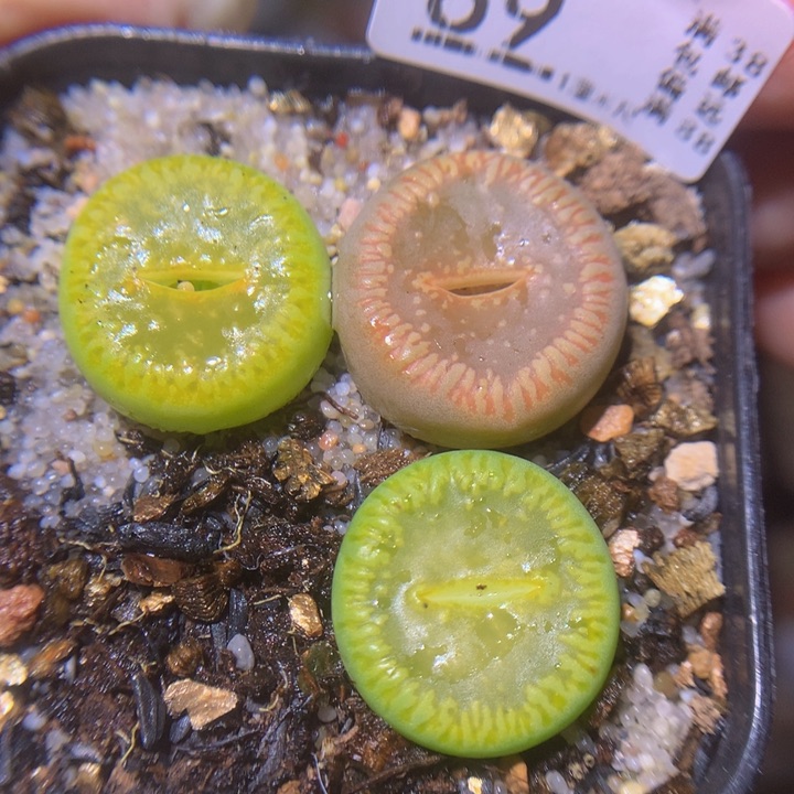 精品生石花224.69