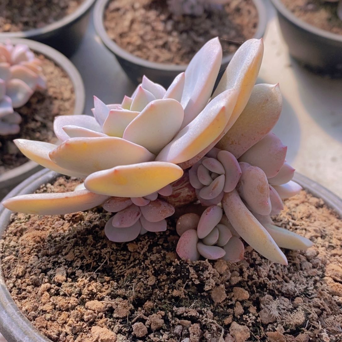 奶茶群生7到8头1111111