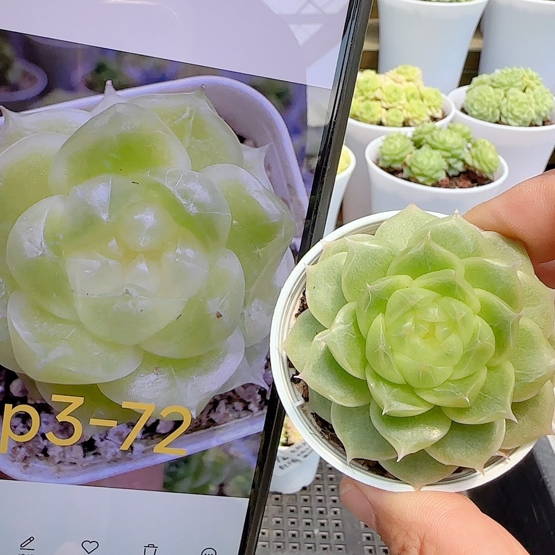 雾***屿【闪购商品】0805-73（p3-72）