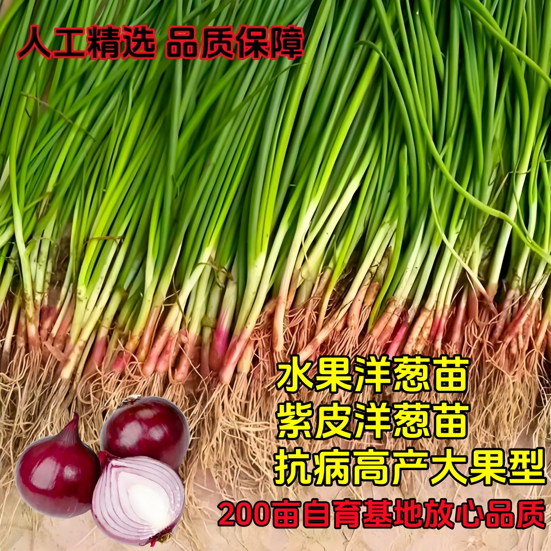 水果洋葱紫皮洋葱阳台盆栽红皮洋葱苗幼苗洋葱苗二红扁洋葱苗