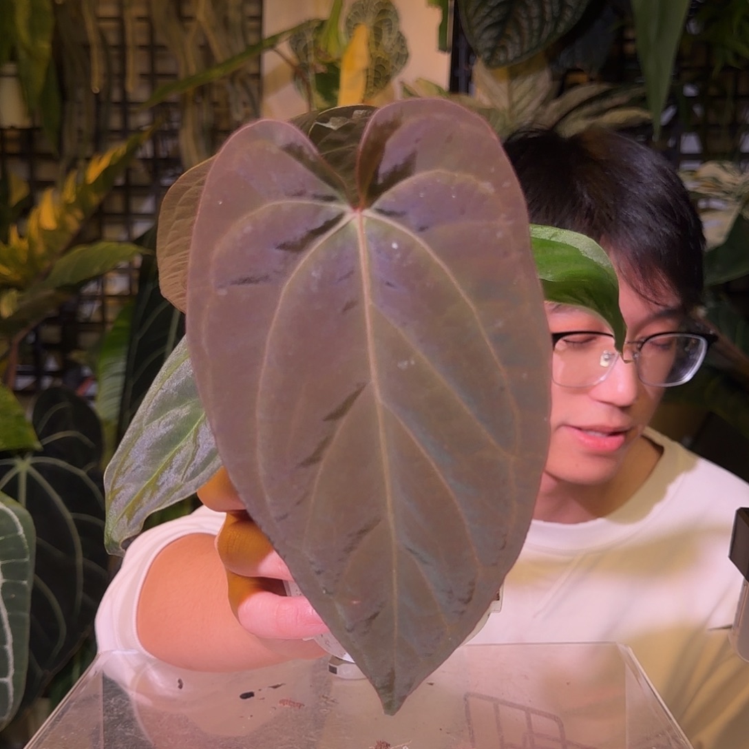 完全开放N190  戴斯杂paiplg