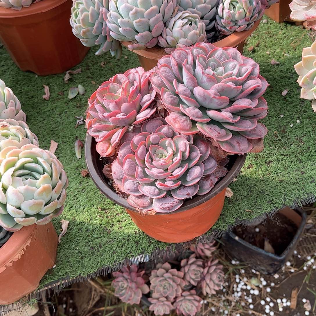 微**～雨滴多肉植物保护30