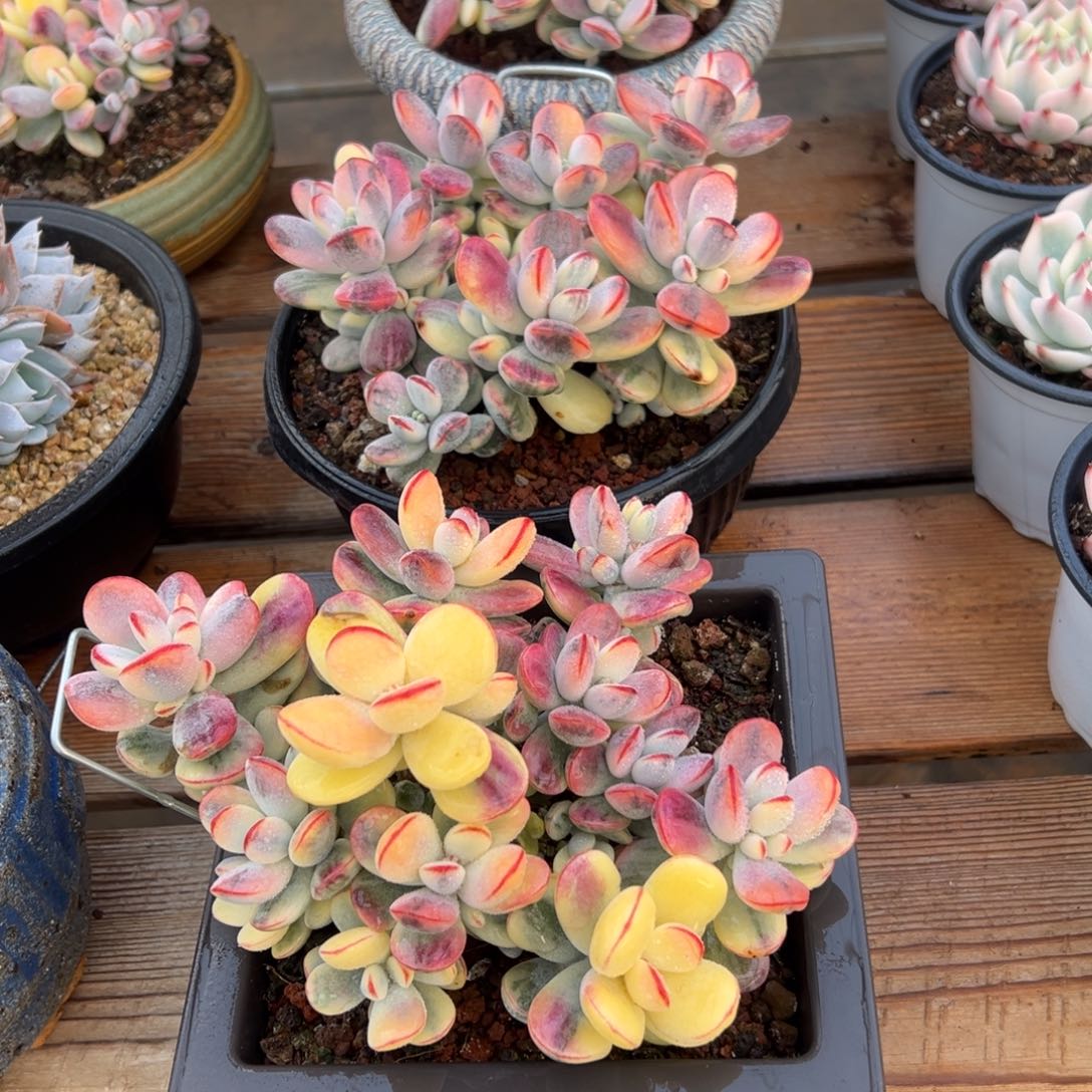 淘多肉乒乓福娘锦一个