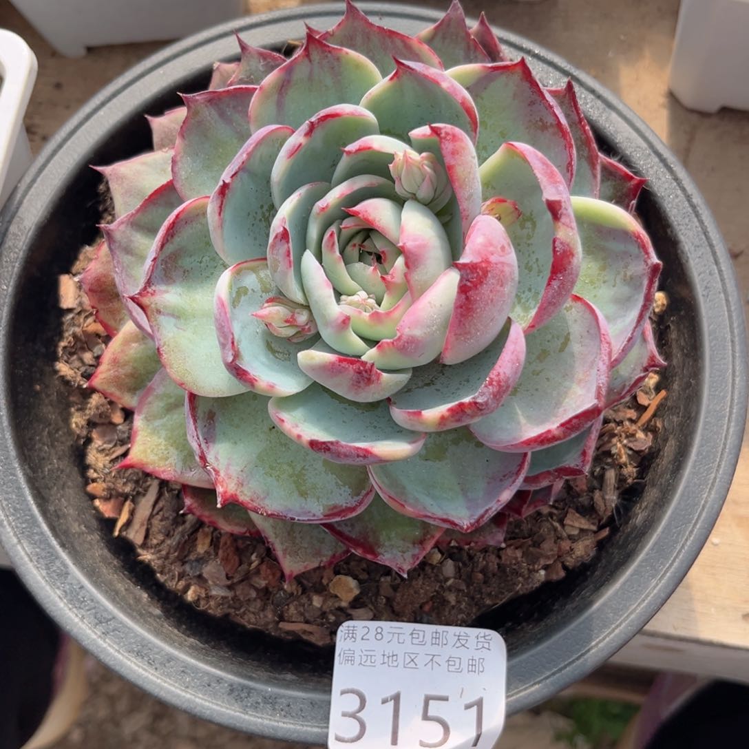 大3151；h x b x h b n n m