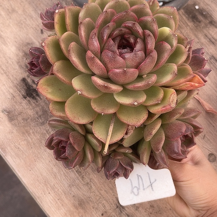 两单包邮，一物一拍119紫水晶