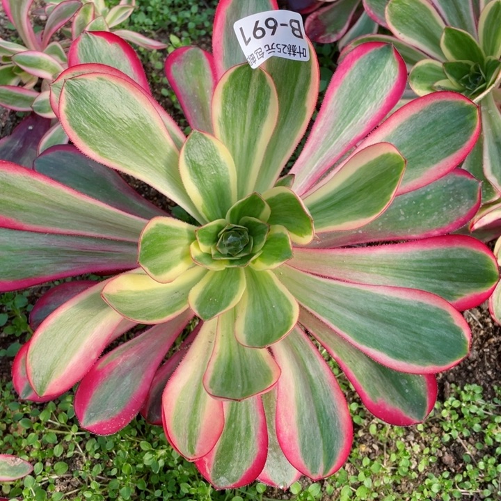 691红膜女多肉12345678