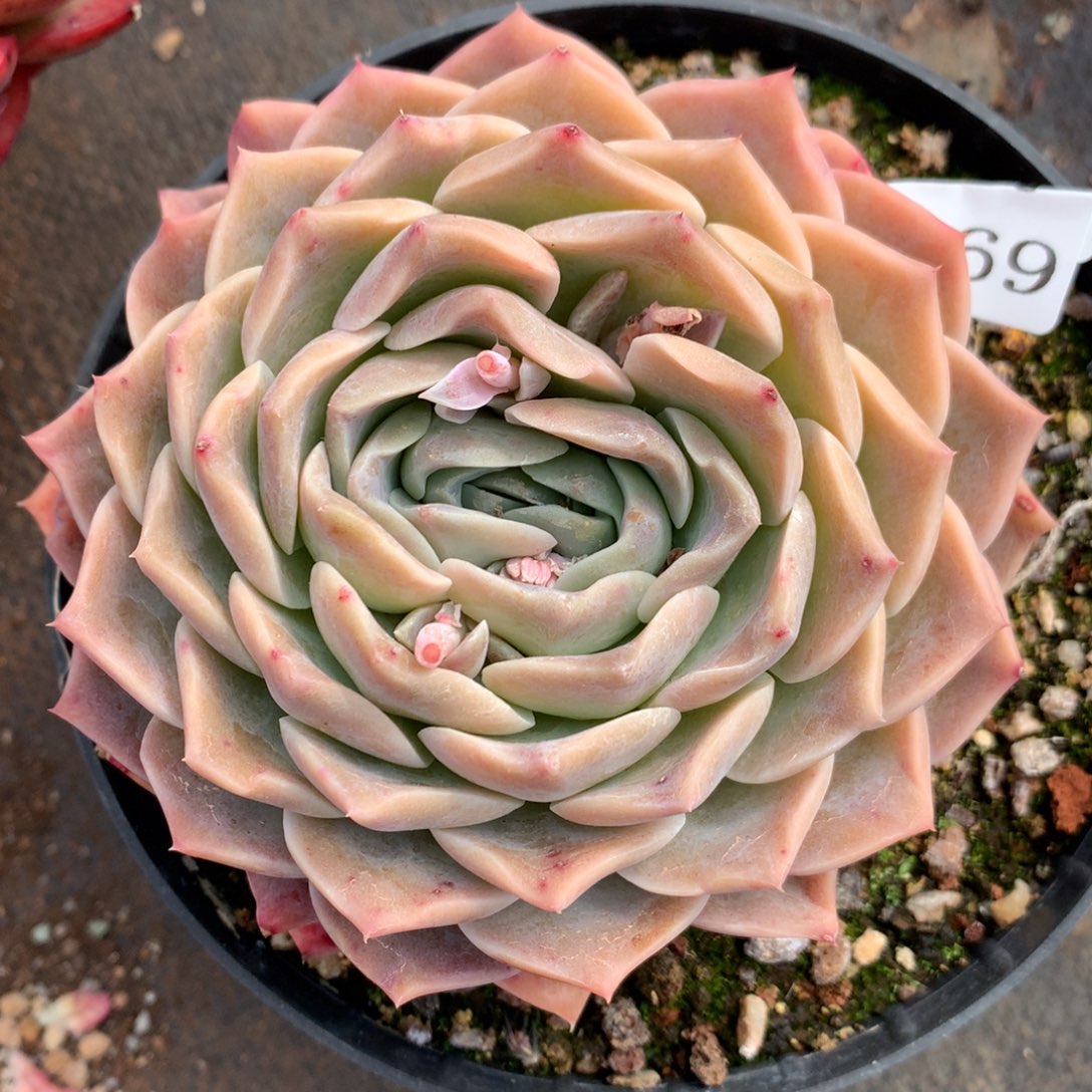 4069新年快乐发发发