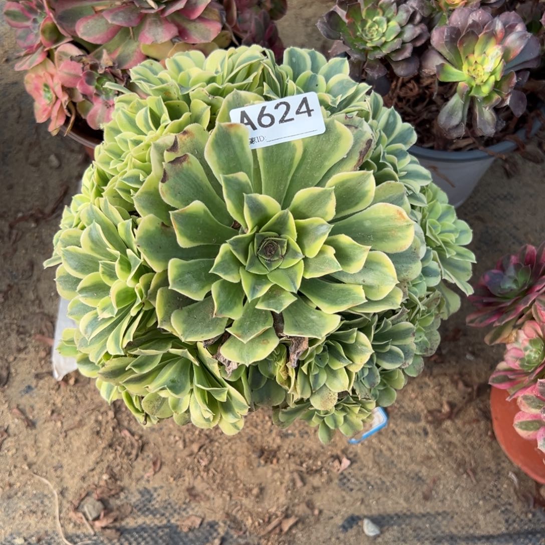624绿豆沙多肉植物法师