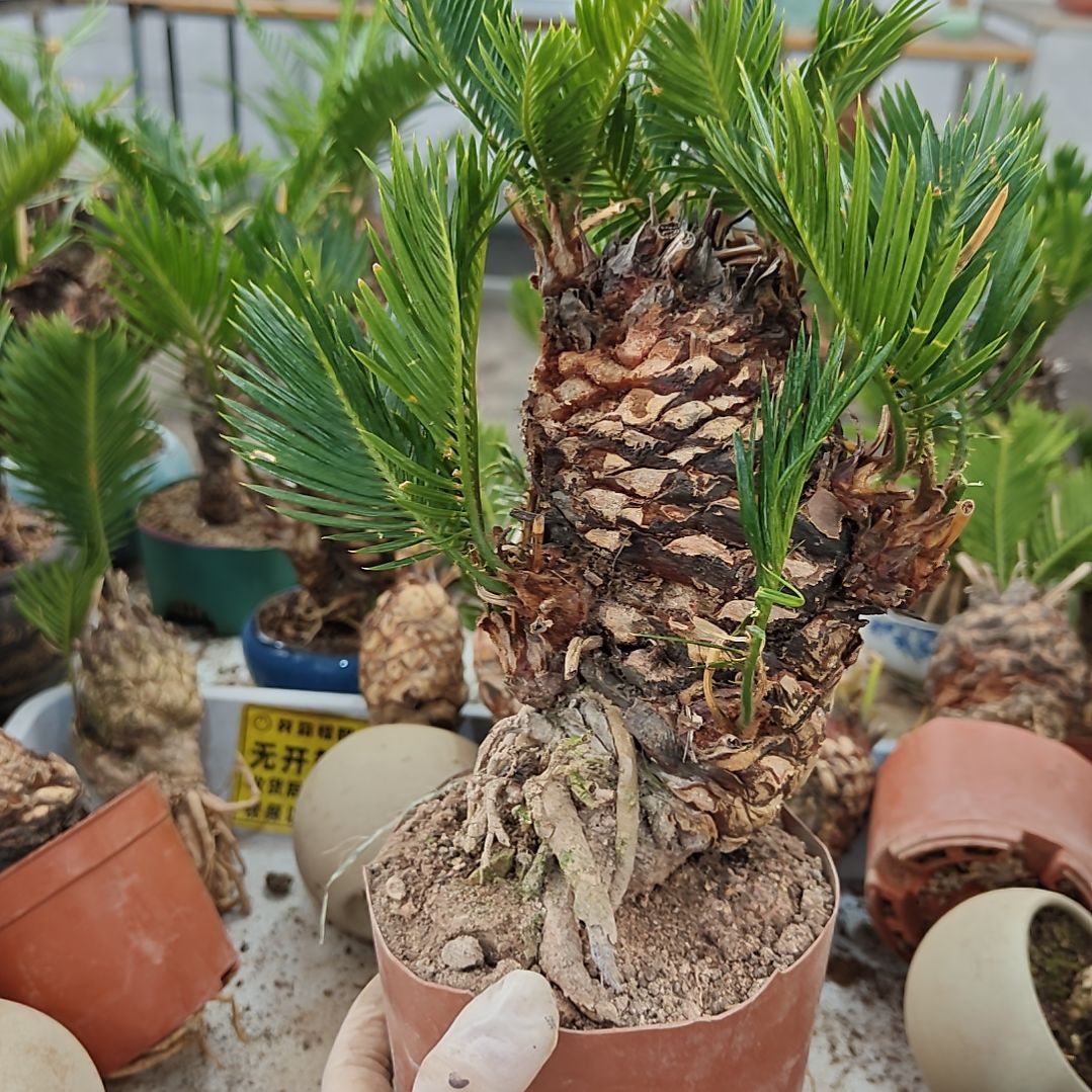 依***然无花朵白鳞铁盆景基地价