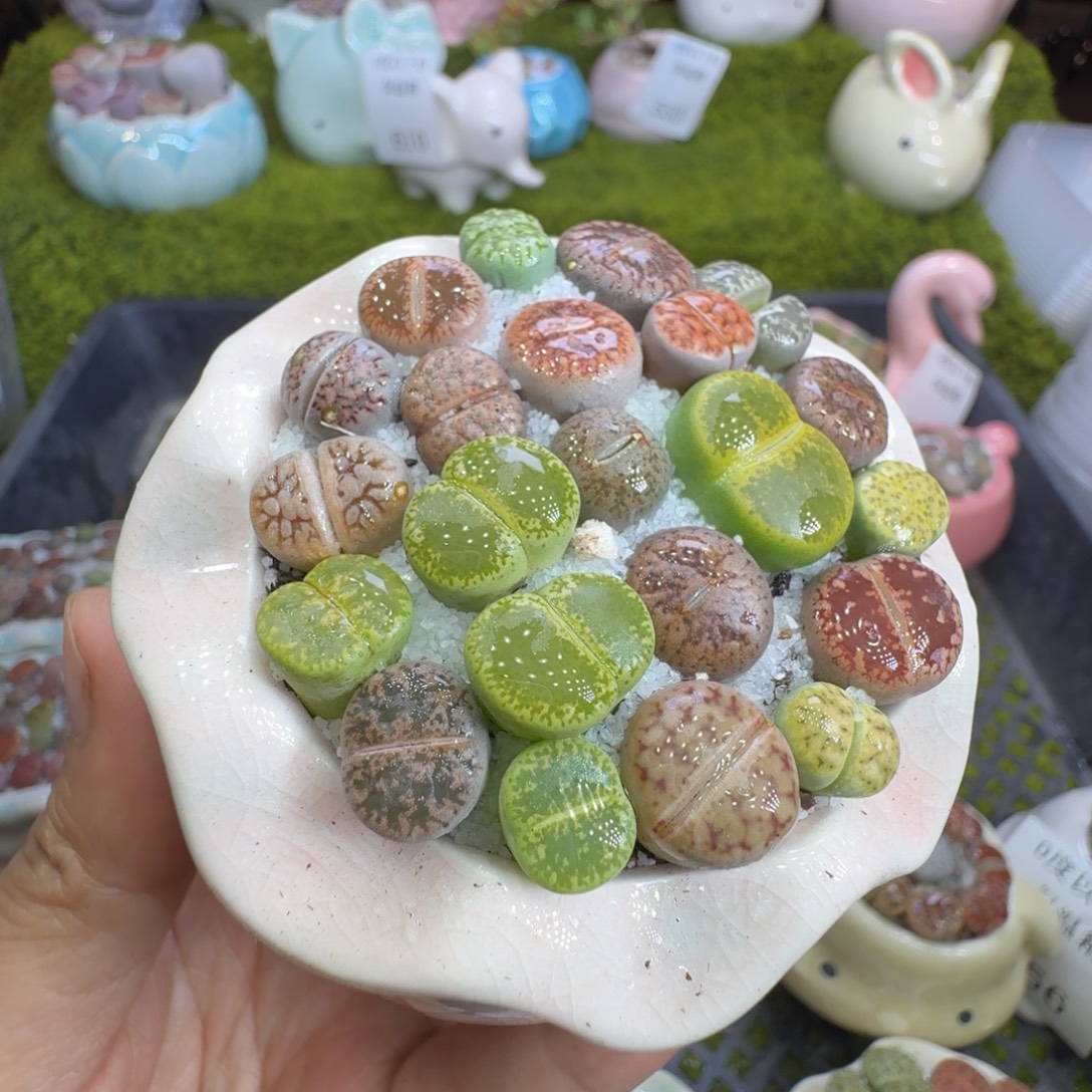 多肉植物福利冲662