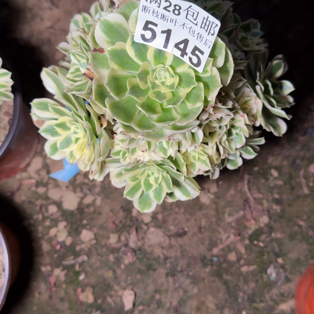 5145迈巴赫不包断枝