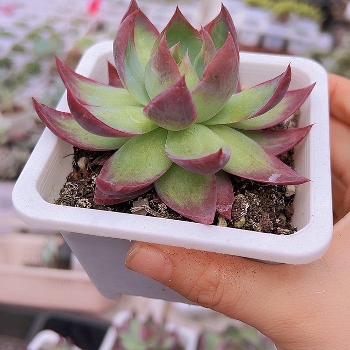 大惊鸿仙子带盆19啊包邮