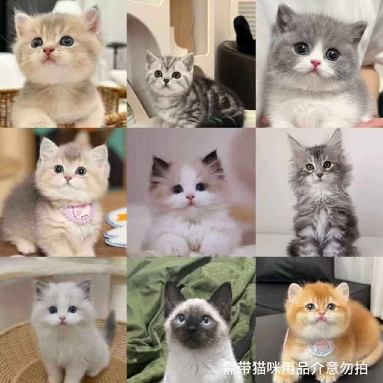 全品种猫全系列一对一挑选【不满意全额退】