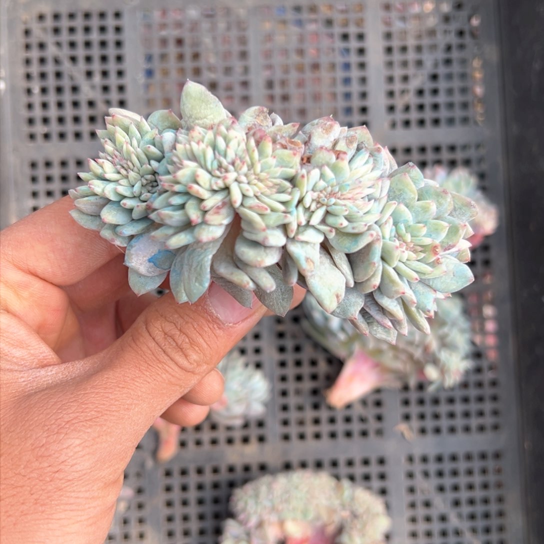 丫****8新年快乐 新年快乐