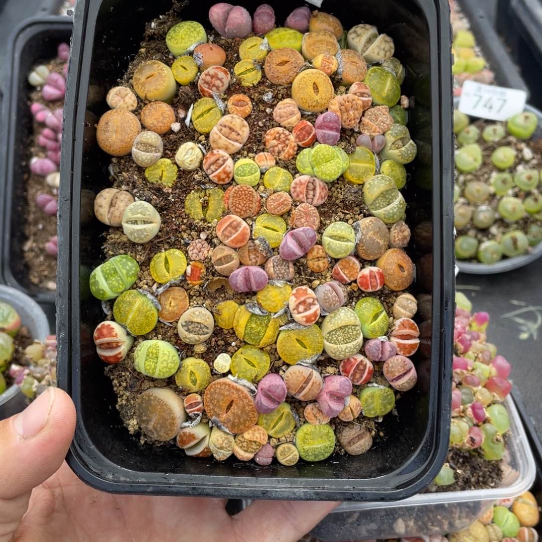 红陶000000000000759