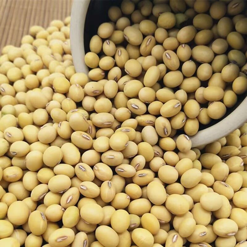 老品种非转基因椭圆形农家土黄豆打豆浆豆腐煲汤专用