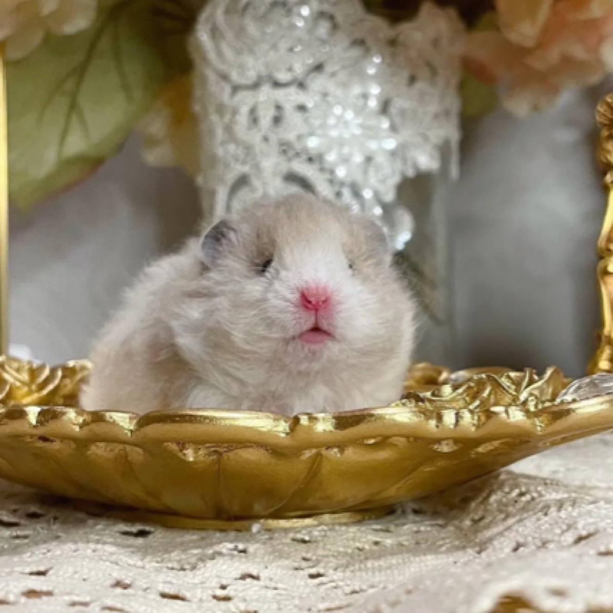 嘟嘟家富养金丝熊性格好 京东藤盒发货 