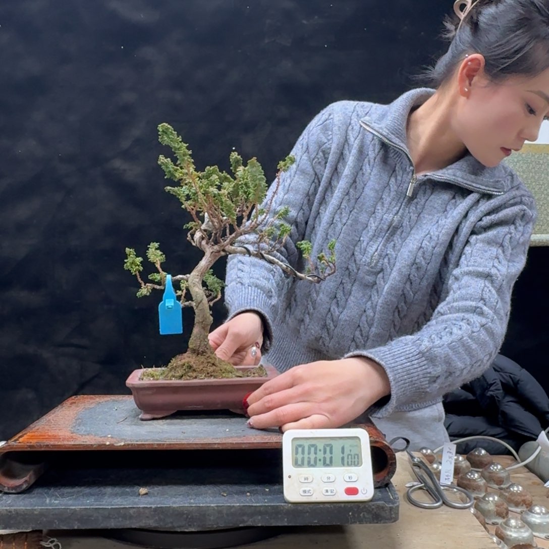 盆景顺丰到付不包邮L**一616