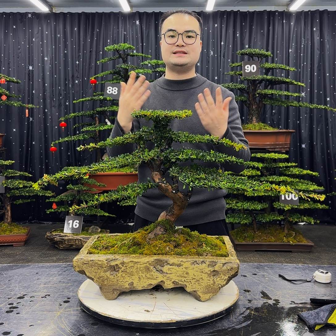 松树柏树造型盆景