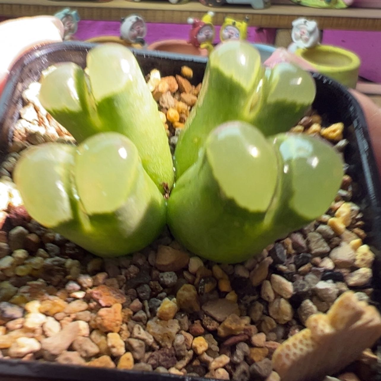 【闪购商品】8折优惠