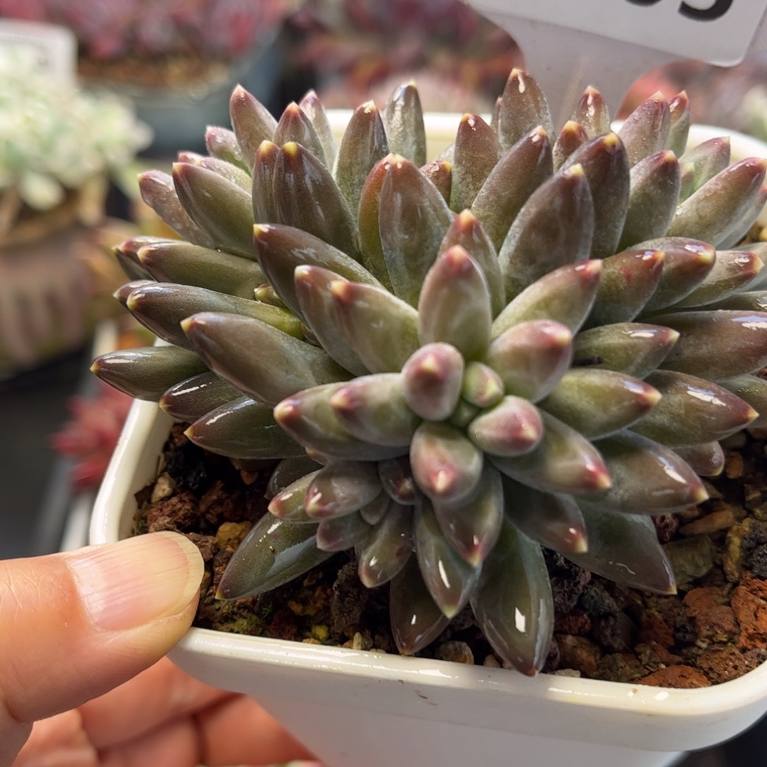 2505 天冷地区必拍保温箱