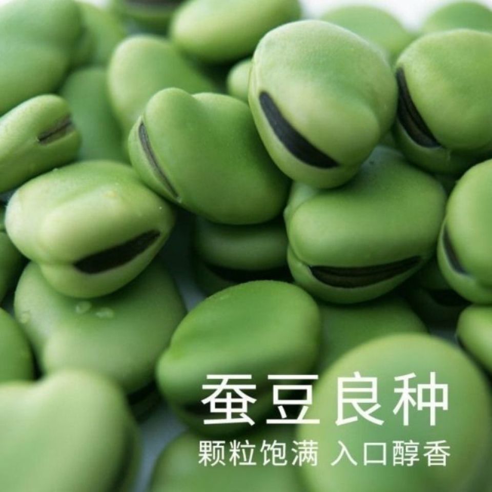 蚕豆种子北斗七星特大高产罗汉豆种籽春秋冬季播种早熟耐寒胡豆籽商品图