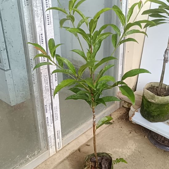 墨西哥人心果嫁接苗一物一拍原盆原土发货